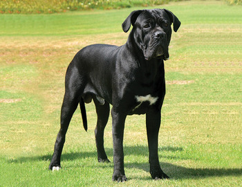 French_Mastiff